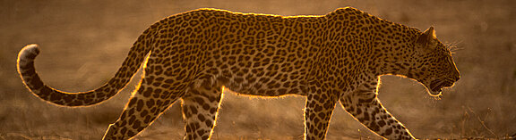 Leopard_Legacy_Into_Nature_Productions__c_-2937.jpg  