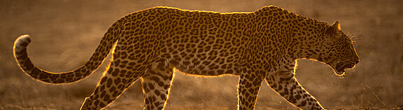 Leopard_Legacy_Into_Nature_Productions__c_-2937.jpg  