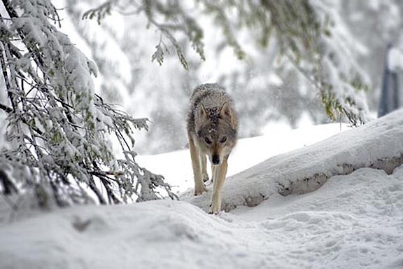 Dolomiten_26_WOLF_Winter_klein.jpg  