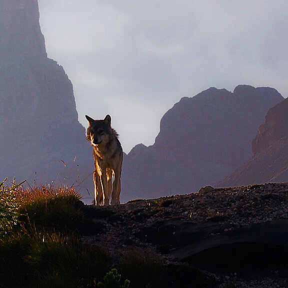 Dolomiten_15_Wolf.jpg  