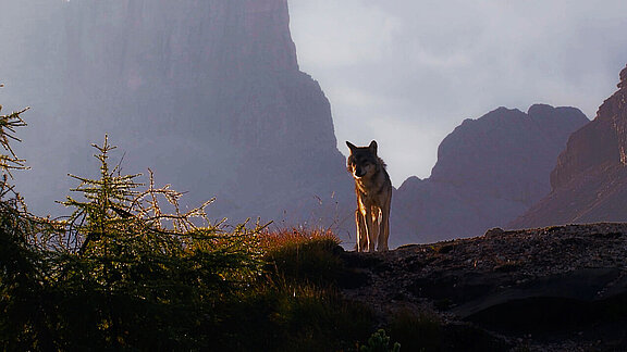 Dolomiten_15_Wolf.jpg  