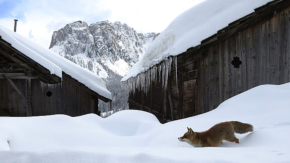 Engadin_Fuchs_Viles_Dolomiten.jpg  