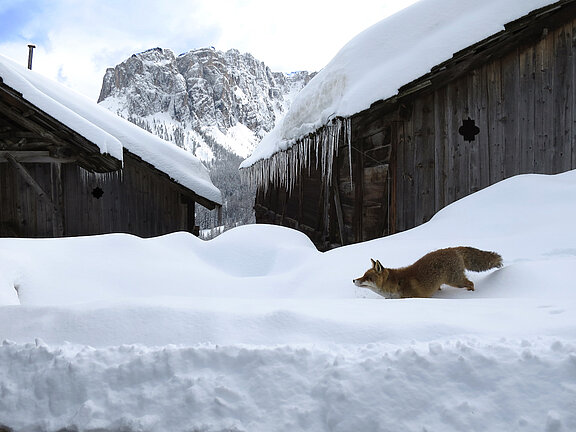 Engadin_Fuchs_Viles_Dolomiten.jpg  