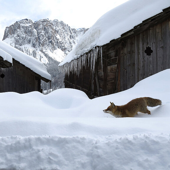 Engadin_Fuchs_Viles_Dolomiten.jpg  