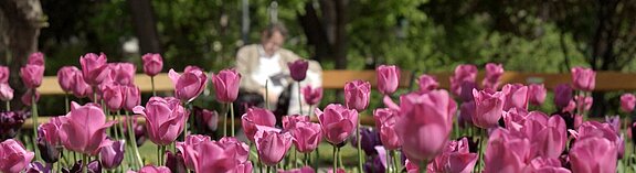 Blumenmeer_in_der_Stadt.jpg  