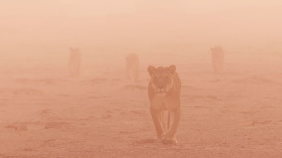 Vier Löwen gehen im Wüstensand